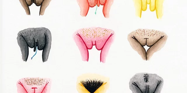 vulvas