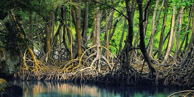 mangrove, rhizome, decolonial