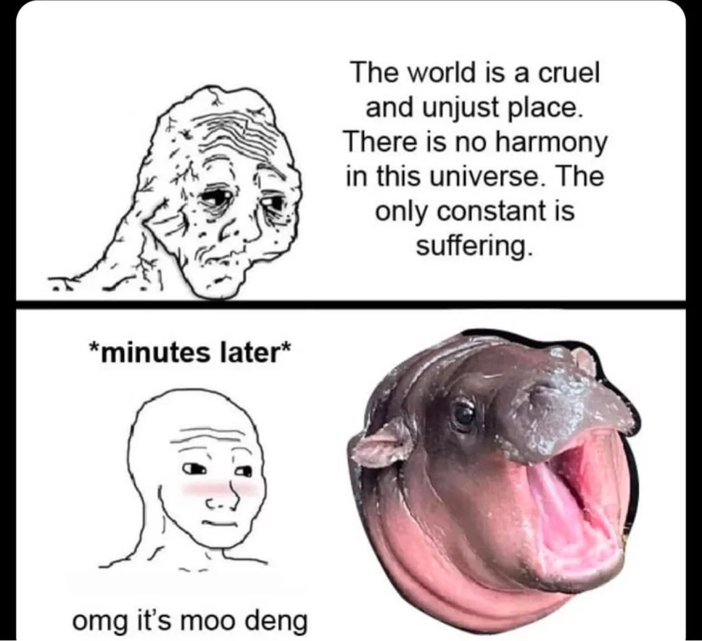 Meme about Moo Deng posted on X